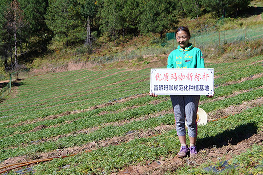 丽江溪谷农业开发有限公司玛咖种植基地1 IsdoYE