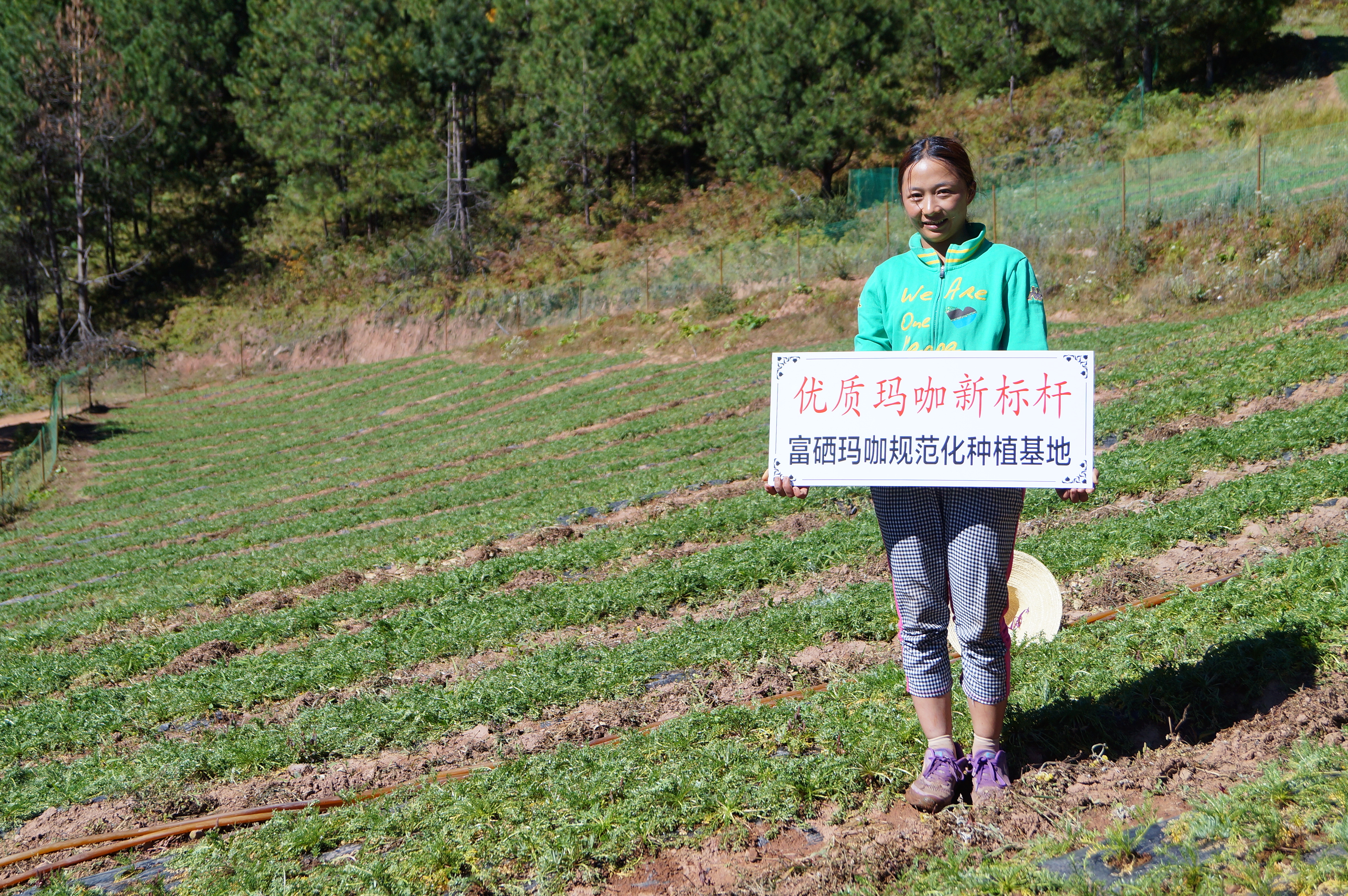 丽江溪谷农业开发有限公司玛咖种植基地1 WXeMtI
