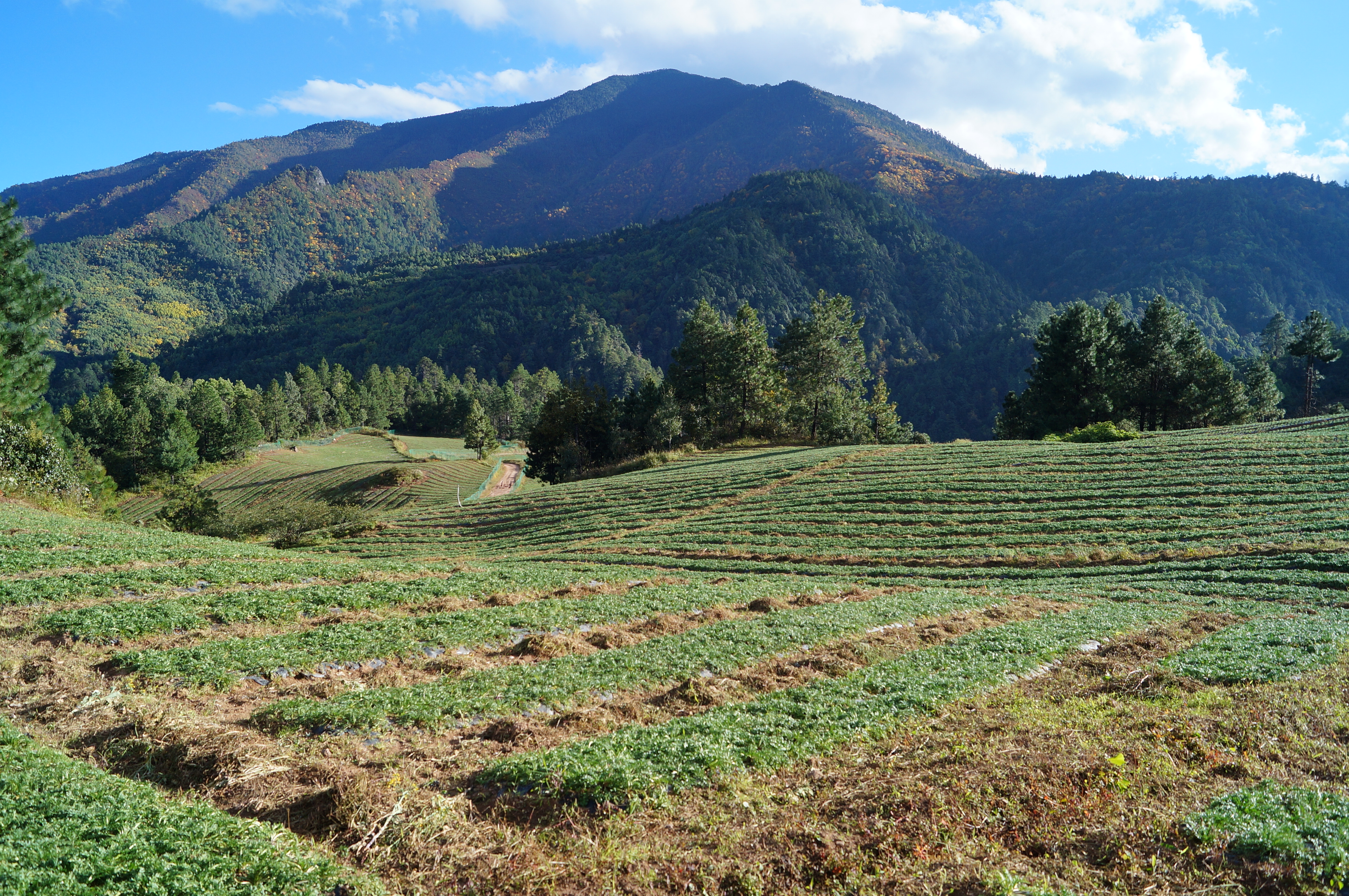 丽江溪谷农业开发有限公司玛咖种植基地10 NA36o5