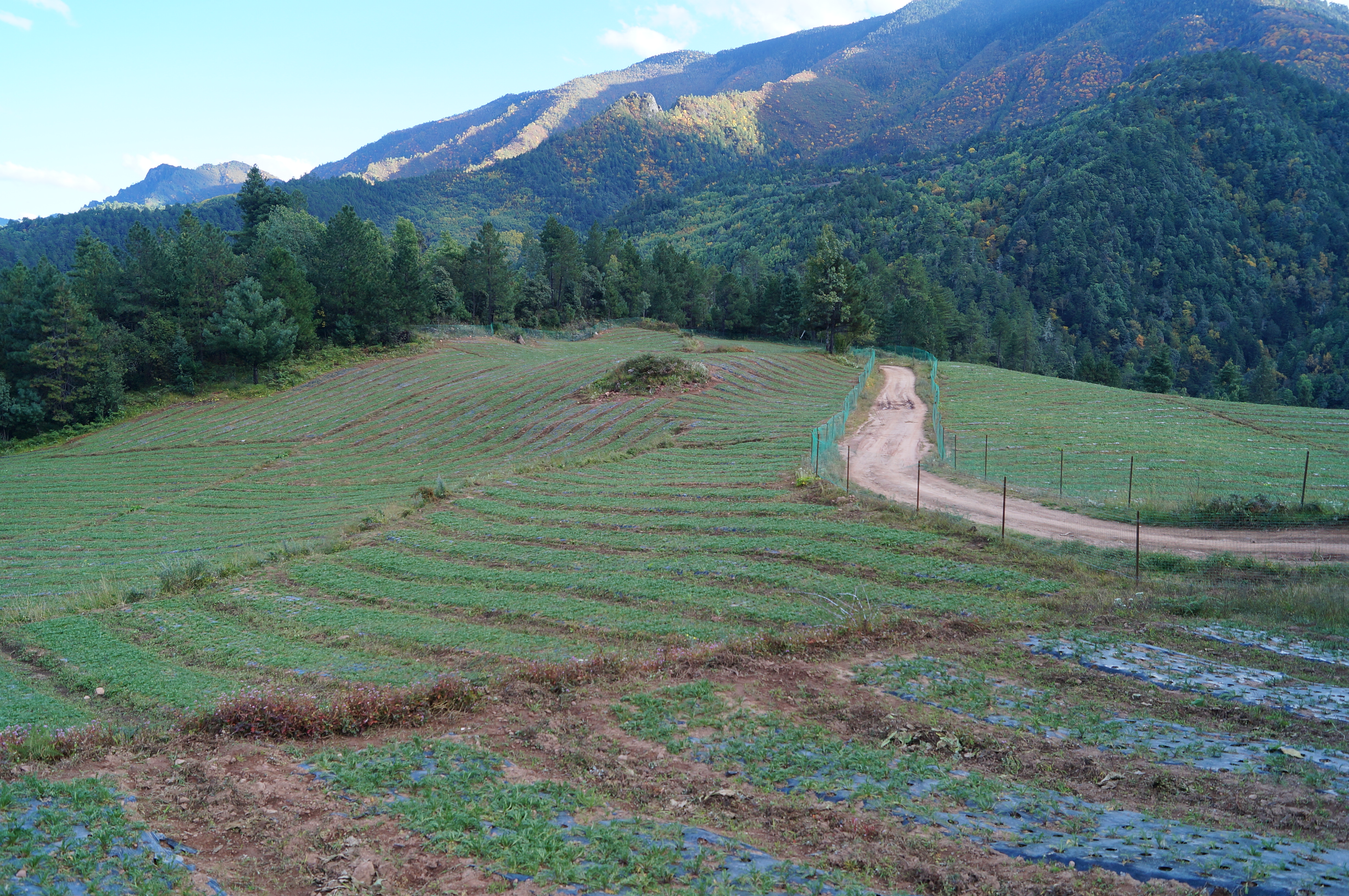 丽江溪谷农业开发有限公司玛咖种植基地12 Vo3uaV