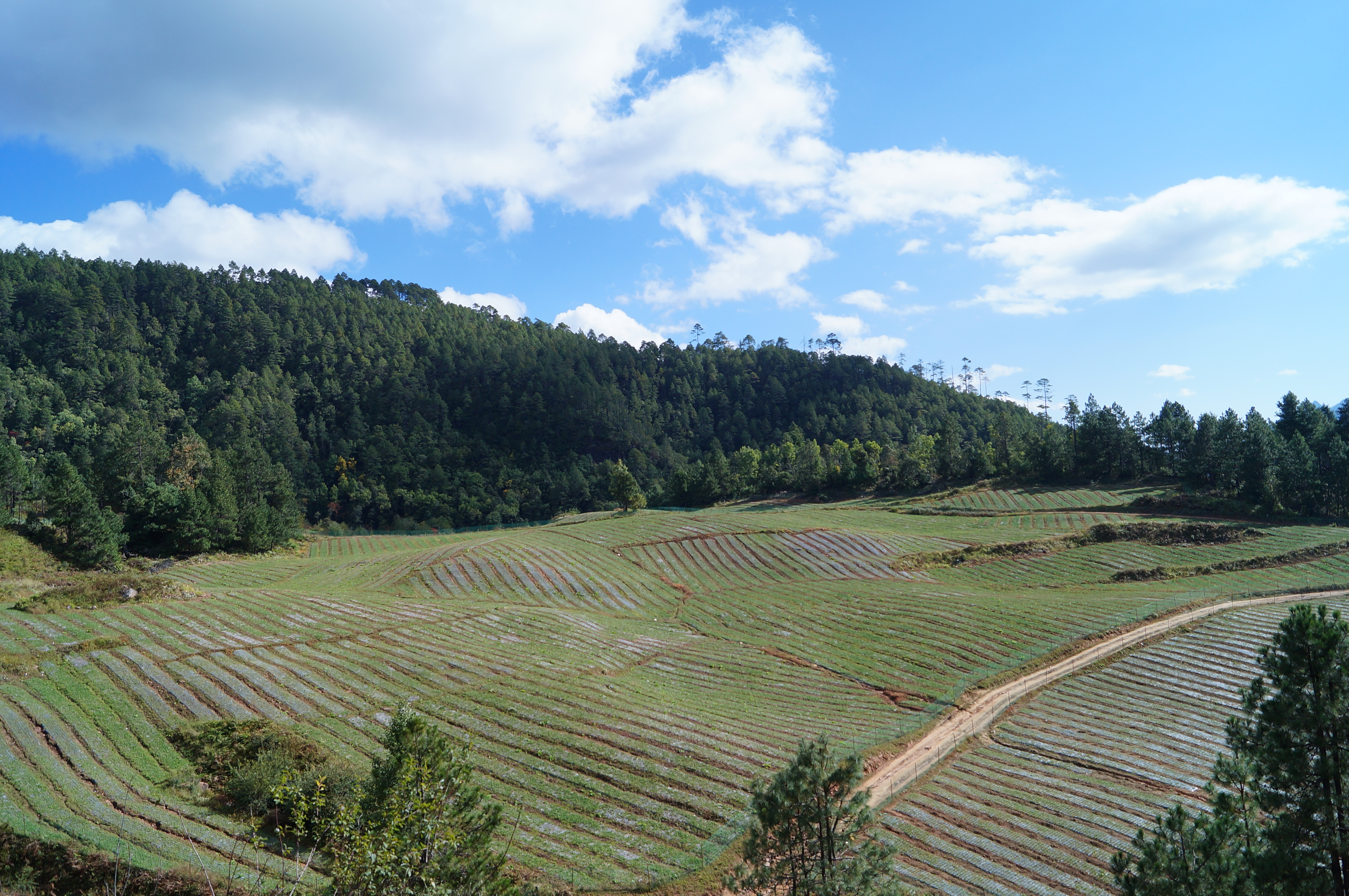 丽江溪谷农业开发有限公司玛咖种植基地18 KjBBs3