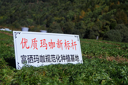 丽江溪谷农业开发有限公司玛咖种植基地23 N3KvFj