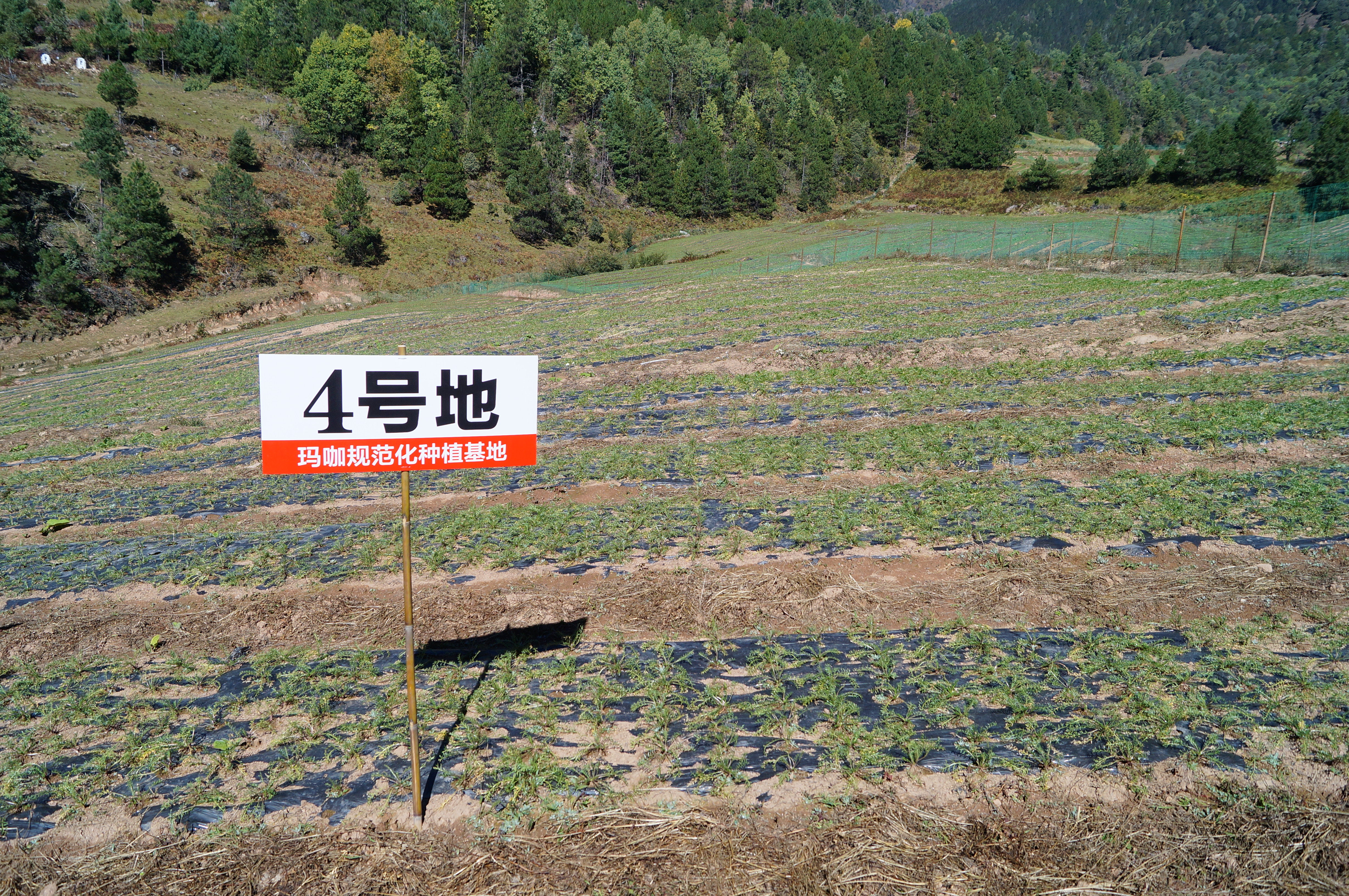 丽江溪谷农业开发有限公司玛咖种植基地25 WqAmT7