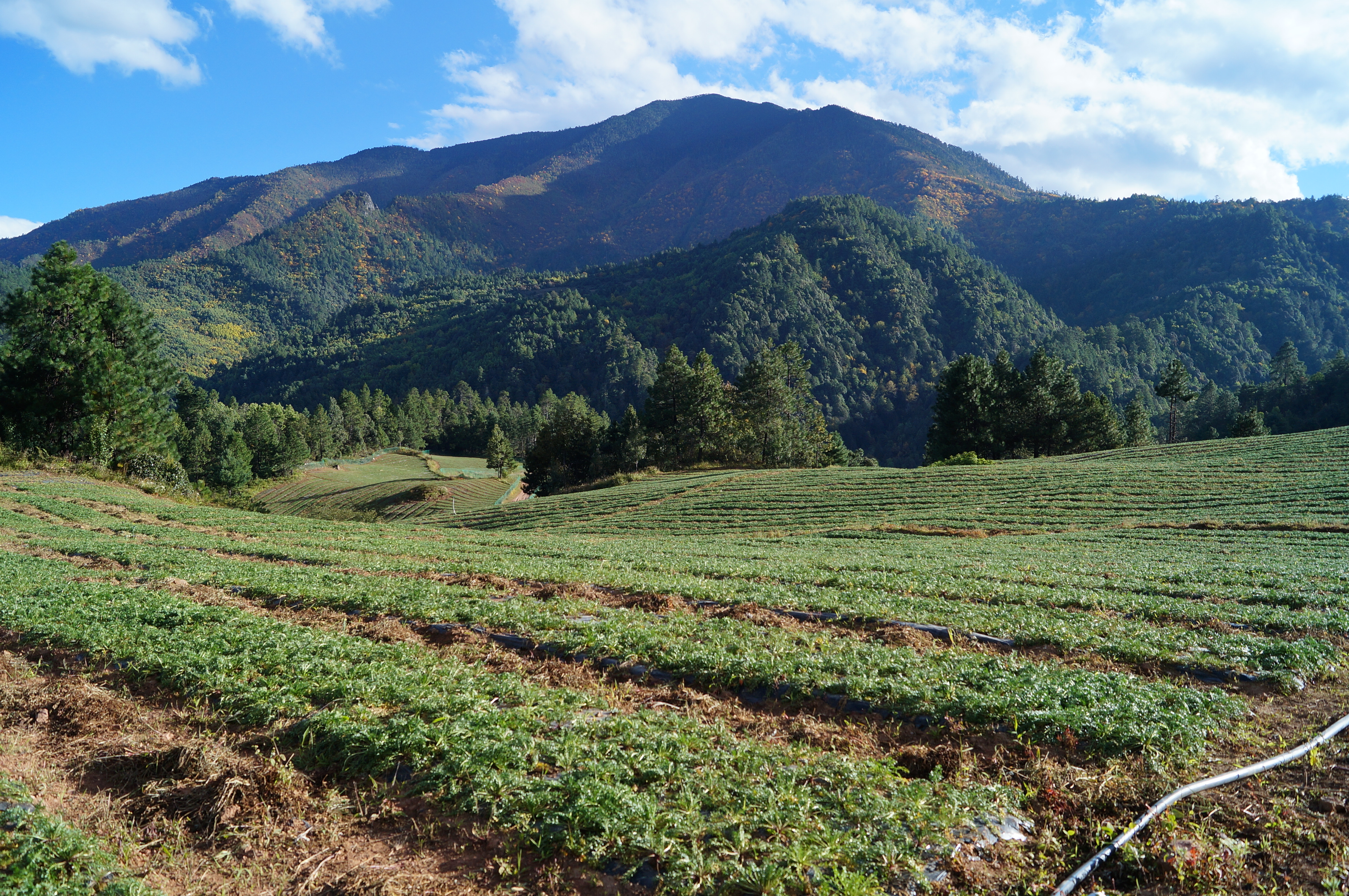 丽江溪谷农业开发有限公司玛咖种植基地8 BIx2Eb