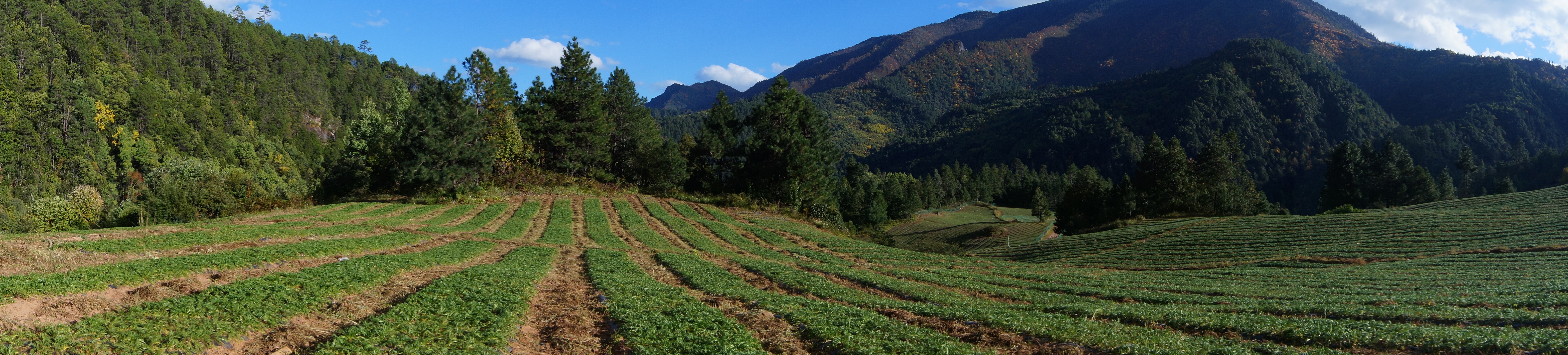 丽江溪谷农业开发有限公司玛咖种植基地9 U5Z25Y