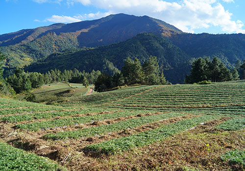 丽江溪谷农业开发有限公司玛咖种植基地[原片打开较慢]-野峰窝