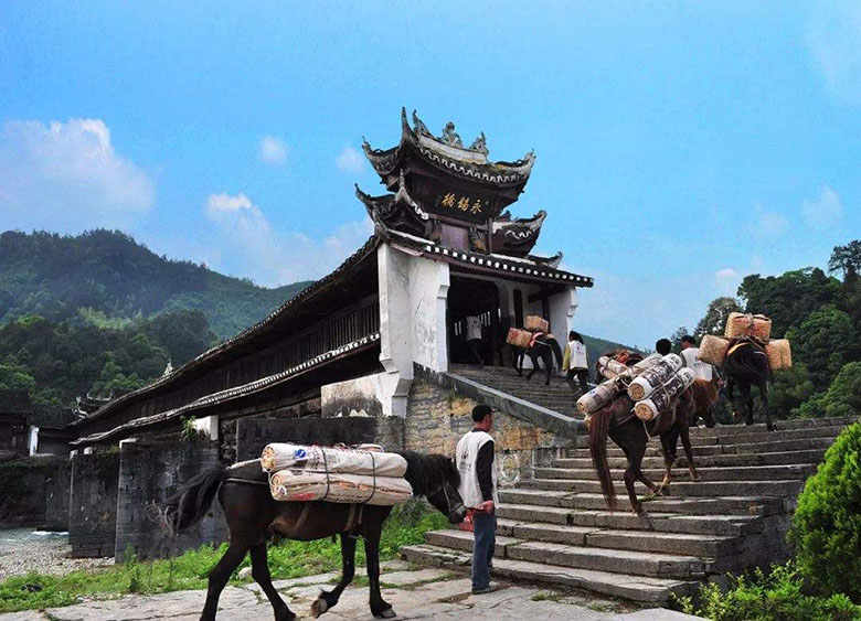 茶马.jpg