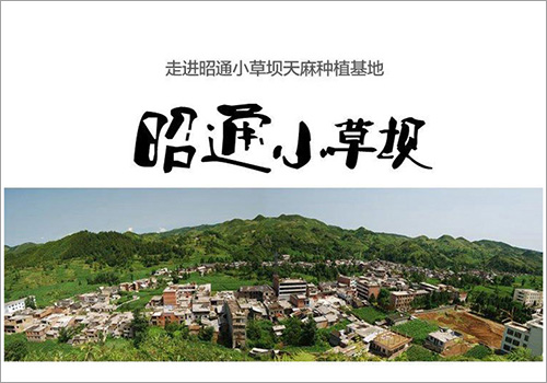 昭通小草坝天麻电商详情页-野峰窝
