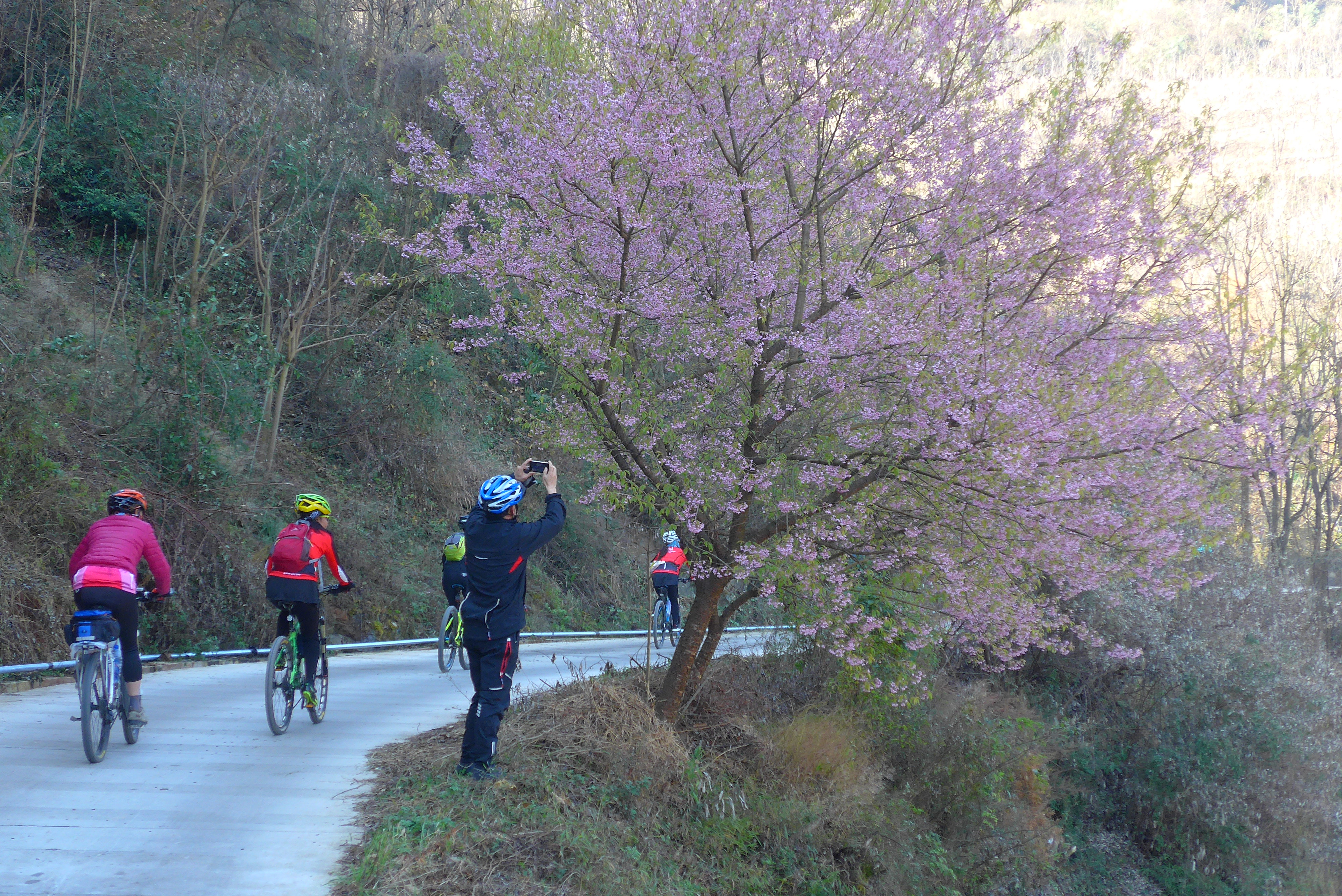 骑行陡坡赏冬樱花2 SQ32Zb