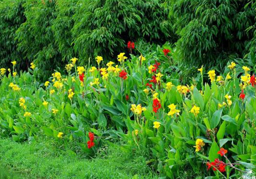 昆明宝丰湿地公园休闲游2011 7 3 2 UcEPcd