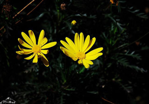 昆明植物园随拍2012 1 15 1 W6Tc8e