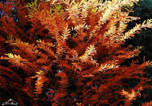 昆明植物园随拍2012 1 15 4 1wXMmI