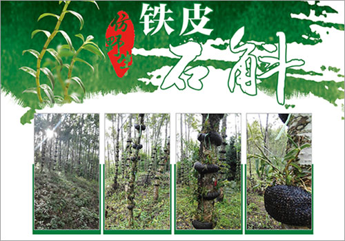 云南活草园实业有限公司铁皮石斛宣传单页-野峰窝