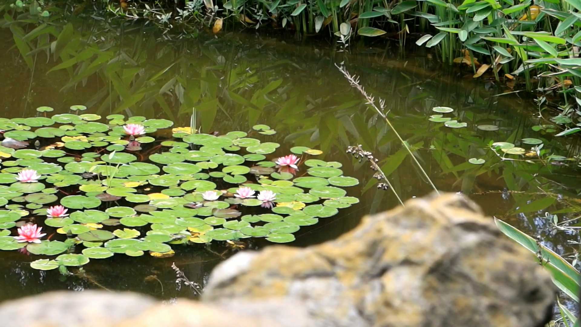 幻灯片-野峰窝