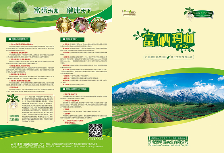 云南活草园实业有限公司＂富硒玛咖＂宣传单页