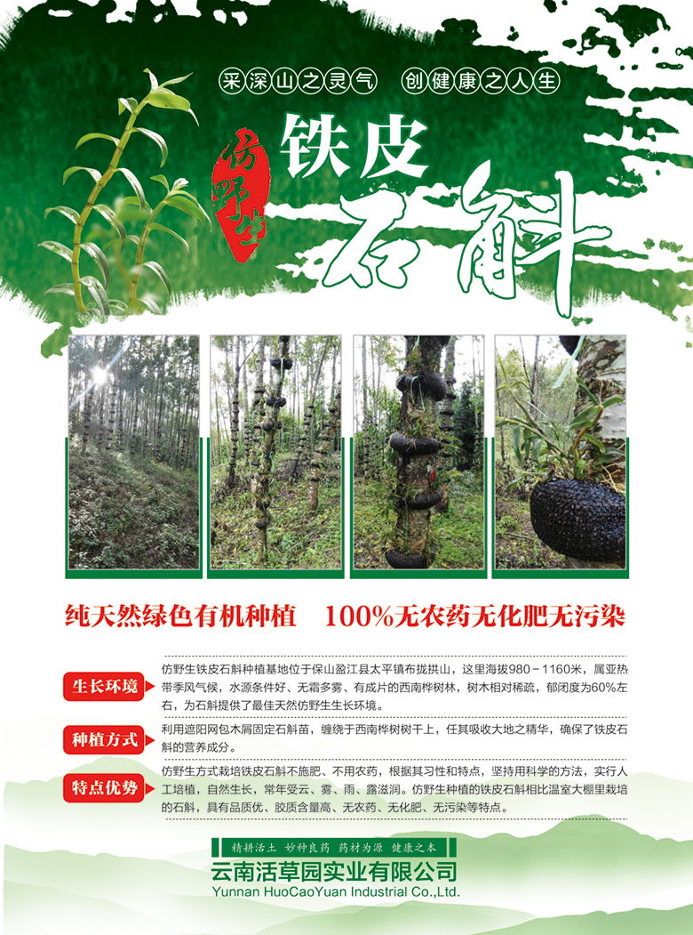 云南活草园实业有限公司铁皮石斛宣传单页