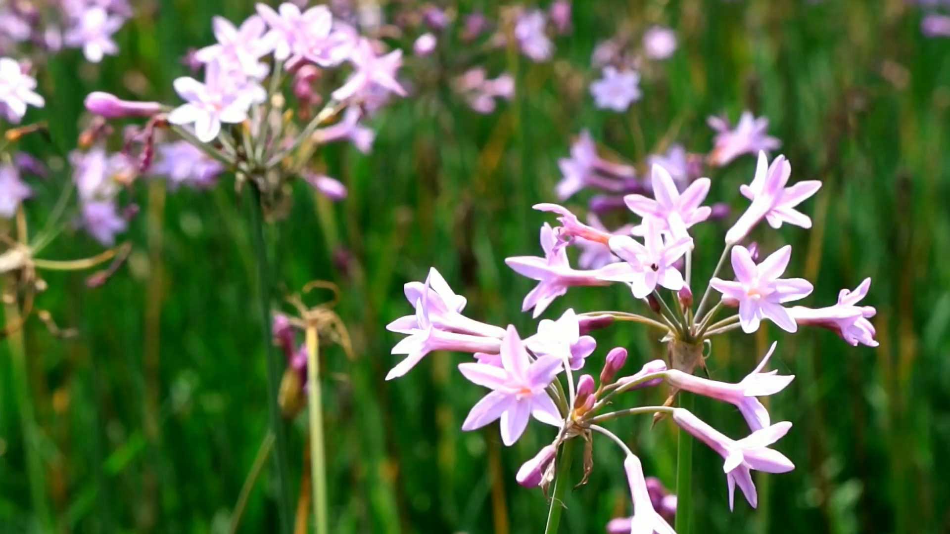幻灯片-野峰作品集